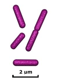 escherichia coli